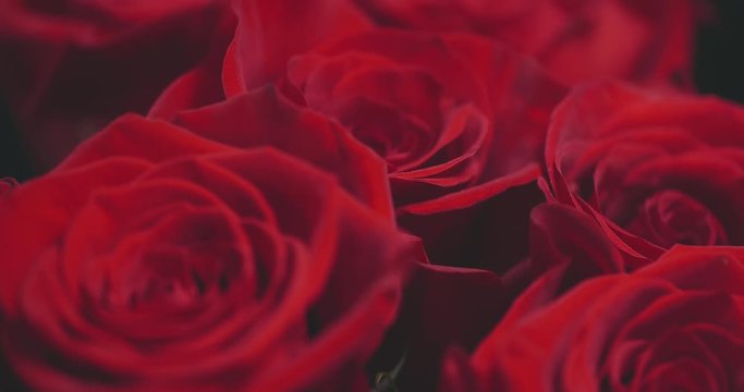 Bouquet of red roses for saint valentines day, close up macro shot,. Camera slowly moves through flowers buds