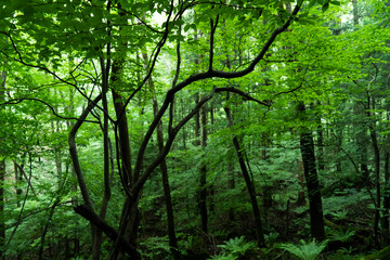 green Woods