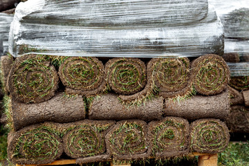 many green roll lawn. laying a new lawn