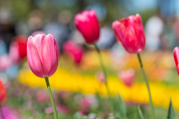 Fabulous blooming red and pink tulips in a flower bed on a blurry background
