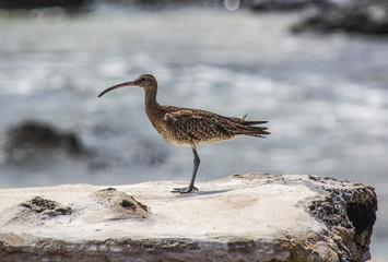 Vietnamese curlew ( Numenius), sits on the reef on the coast of the ocean