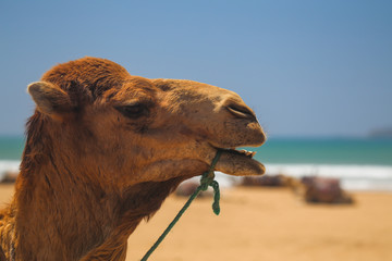 Camel close-up on the beach