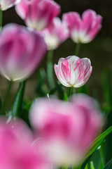 Gorgeous pink blooming French tulips in a flower bed on a blurry background