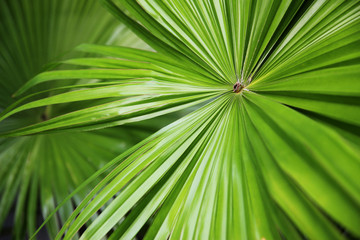 tropical nature green fan palm leaf on pattern background