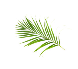 tropical nature green palm leaf isolated on white pattern background