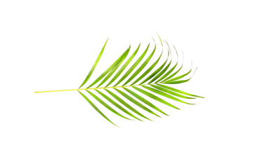 tropical nature green palm leaf isolated on white pattern background
