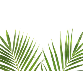 tropical nature green palm leaves isolated on white pattern background