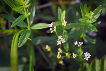 Flowers in a meadow nature. Natural summer background with flowers in the meadow in the morning sun rays. Morning field background with flowers.