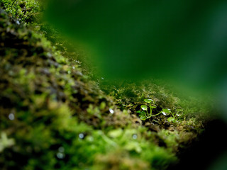 Beautiful green moss with dew drop on the floor, moss closeup, macro. Beautiful background of moss for wallpaper.
