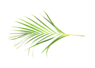 tropical nature green palm leaf isolated on white pattern background