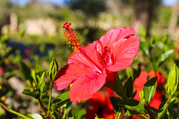 Hibiscus blossom or hawaiian flower