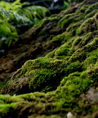 Beautiful green moss on the floor, moss closeup, macro. Beautiful background of moss for wallpaper. 