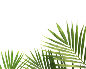 tropical nature green palm leaves isolated on white pattern background