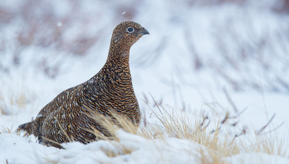 Red Grouse in the Snow