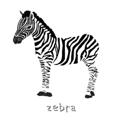 Fototapeta na wymiar Zebra. Vector illustration of zebra. Isolated hand drawn animal with text