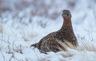 Red Grouse in the Snow