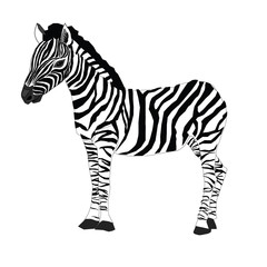 Fototapeta na wymiar Zebra. Vector illustration of zebra. Isolated hand drawn animal