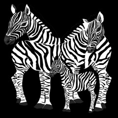 Zebra's family. Vector illustration of zebras on black background