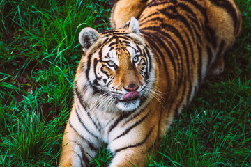 Fototapeta na wymiar Tiger lying in the grass licking