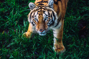 Close-up portrait of a tiger standing on the grass