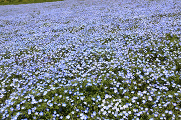 Nemophila, a famous flower of Spring