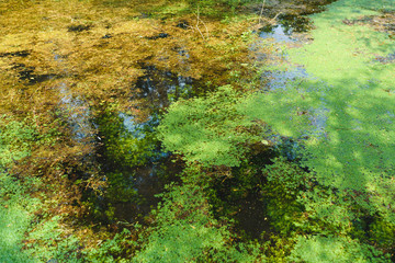 lake with green plants on surface