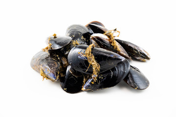 Mussels with a white background