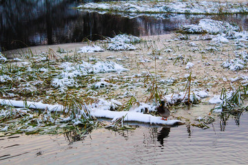duck on the river with ice and water in winter