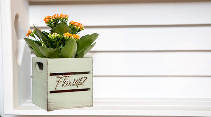 Orange Kalanchoe flowers, in a wooden green cube box. Behind the flower is a white wooden background.
