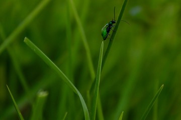 ladybug on grass