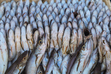 Beautifully placed in the ranks of sardines in the Moroccan market