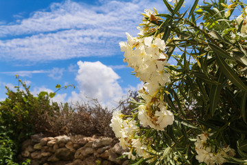 Bright flowers in an oasis against the blue sky