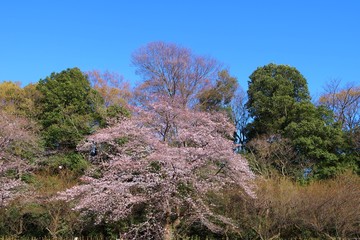 さくら　春　満開　杤木