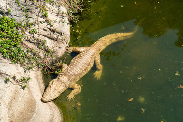 Crocodile in dirty pond beside the bank background. Alligator animal in concrete water pond