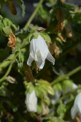 Obraz premium Woolly bellflower
