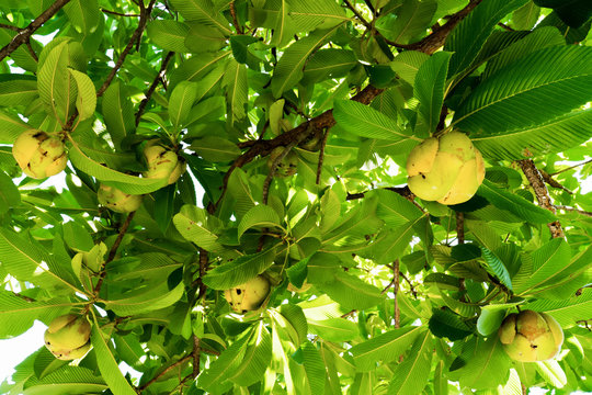 Elephant apple fruit on tree with leaves background. Dillenia Indica fruit or Evergreen tree fruit with green leaves and branches. (DILLENIACEAE)