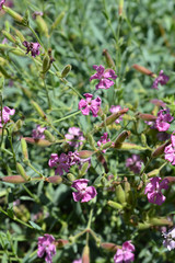 Tufted soapwort