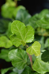 Common ivy