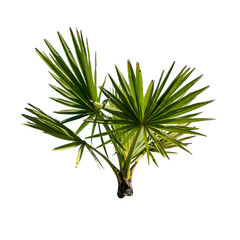 Small or young Sugar palm isolated on the white background.