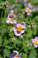 Japanese anemone