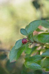 Peking cotoneaster