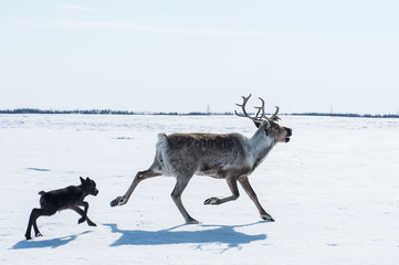 reindeer in the spring, female reindeer with offspring