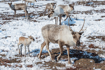 reindeer in the spring, female reindeer with offspring