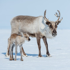 reindeer in the spring, female reindeer with offspring