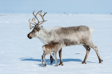 reindeer in the spring, female reindeer with offspring