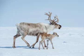 Photo sur Plexiglas Renne renne au printemps, renne femelle avec progéniture