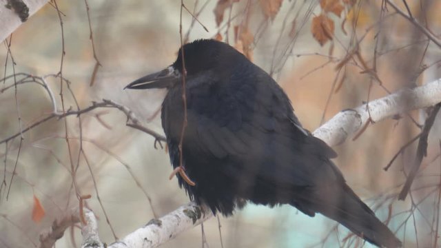 A black jackdaw bird sits on the branches of a birch tree in the cold autumn