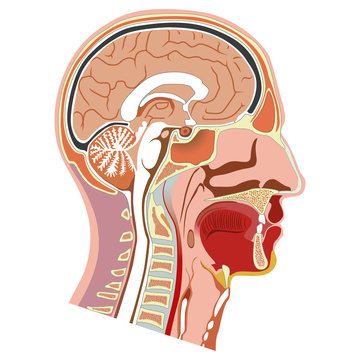Human head internal anatomy illustration. Ideal for training materials and medical education