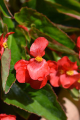 Fototapeta premium Dragon Wing Red Begonia