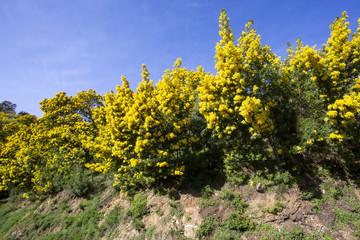 Mimosa trees in bloom in the south of France near the village of Tanneron